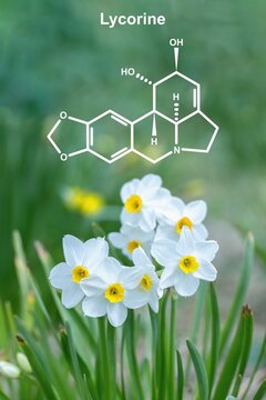 Narcissus flowers and structural formula of lycorine.