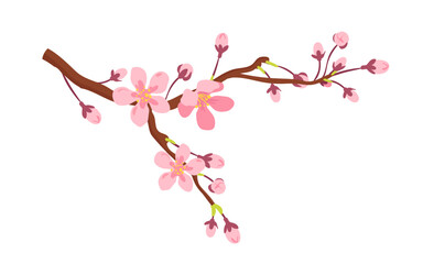 Apricot tree branch with spring flowers vector illustration. Cartoon isolated romantic pink blossom in garden springtime, blooming twig with delicate buds and flowers on stems, May bloom in orchard