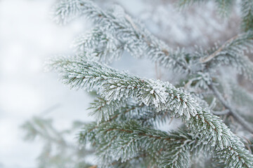 Naklejka na ściany i meble Fir branch with snow in winter behind defocused background. Copy space