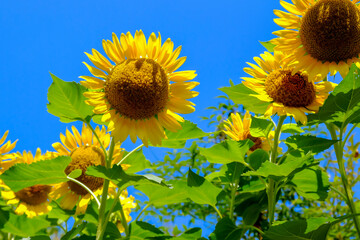 The Sunflowers　0002