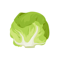 White cabbage, farm product and food ingredient vector illustration. Cartoon isolated green head of cabbage, single organic fresh leafy vegetable for cooking vegetarian vitamin salad in culinary