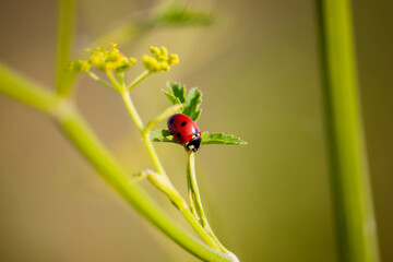 macro