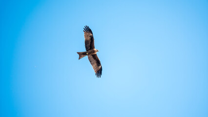 The bird of prey Black Kite flying in blue Sky