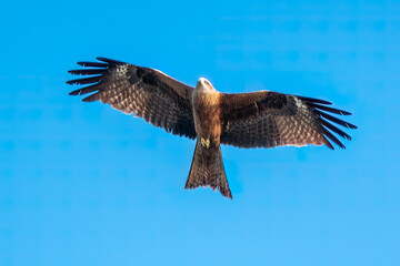 The bird of prey Black Kite flying in blue Sky