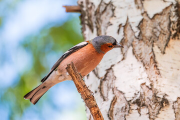 Common chaffinch, Fringilla coelebs, sits on a branch in spring on green background. Common chaffinch in wildlife.