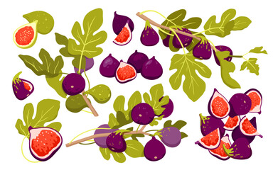 Fresh figs vector illustration. Cartoon isolated botanical plants collection with whole and sliced tropical fruit, tree branch with ripe figs and green leaves, exotic sweet food and summer harvest