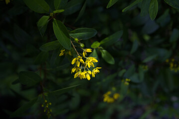 Galphimia glauca Cav