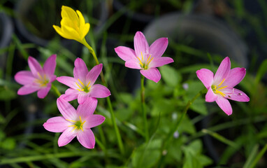 Pink Fairy Lily and Yellow