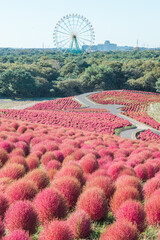 褐色のコキア【国営ひたち海浜公園】