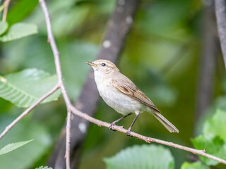 Common chiffchaff, lat. phylloscopus collybita, sitting on branch of bush in spring and looking for food