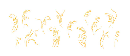 Oat plant, vector set, cereal in field. Farm food