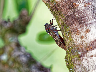 樹の幹で鳴くアブラゼミ