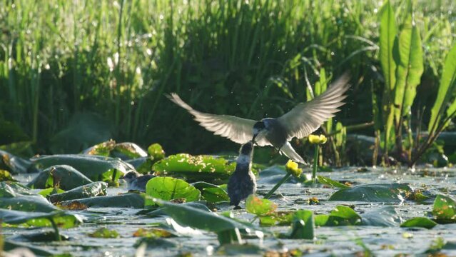 Beautiful medium shot of an adult black tern swooping down to feed her chick a dragonfly while sitting on water soldier in wetlands, slow motion