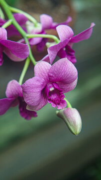 pink purple orchid flower