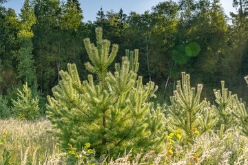 A young pine planted in a row in a clearing in summer for the purpose of reforestation. Pine tree covered with morning dew and illuminated by bright sun during sunrise