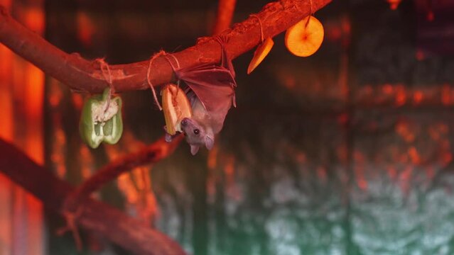 a small bat eats fruit on a branch in a glass enclosure.