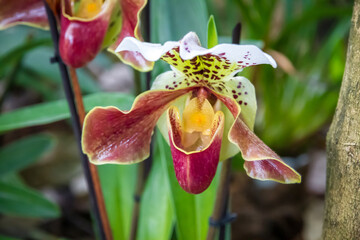 Orchid flower, Hybrid American Paphiopedilum