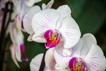 Orchid flower, Phalaenopsis Amabilis