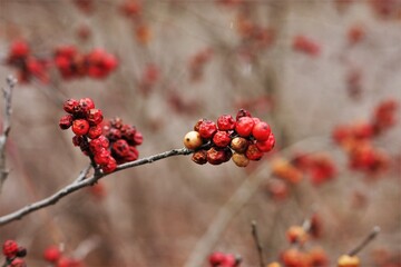 Red Berries on Bush in Winter