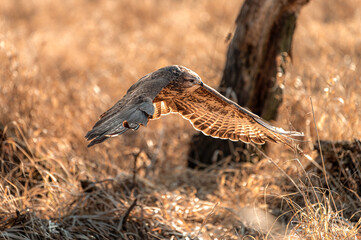 Common buzzard (Buteo buteo - Káně lesní)