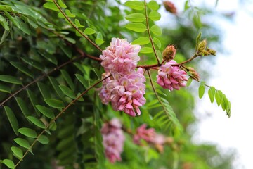 Robinia viscosa. Blooming brush of decorative rose acacia tree. 