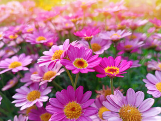 Obraz na płótnie Canvas Floral background with beautiful flowers, field of pink daisies with sunlight.