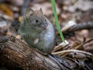 Wood mouse basking in the sun