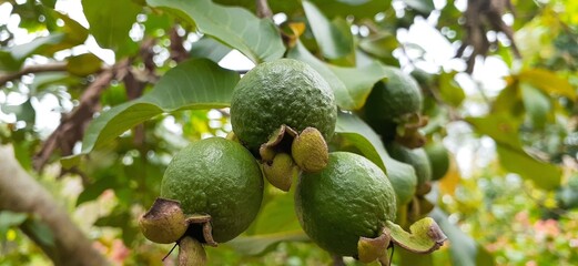 papaya fruit on tree