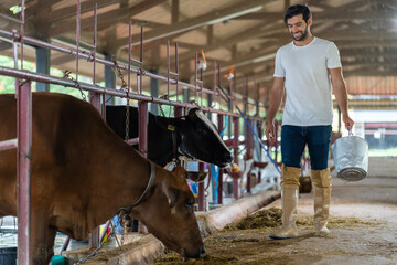 Caucasian dairy farmer male working alone outdoors in cow paddock farm. Handsome young man...