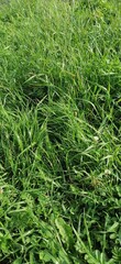 green grass background