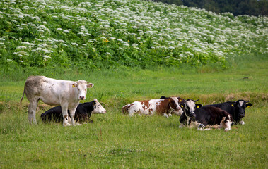 Fototapeta na wymiar spotted cows in summer meadow near flowers in holland