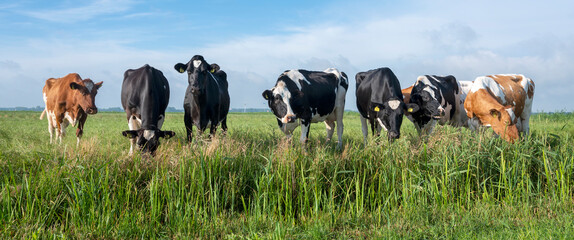 spotted cows in summer meadow near ditch in holland © ahavelaar