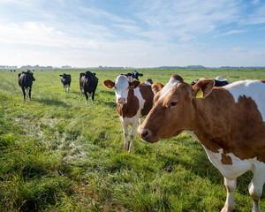 Fototapeta na wymiar spotted cows in summer meadow near ditch in holland