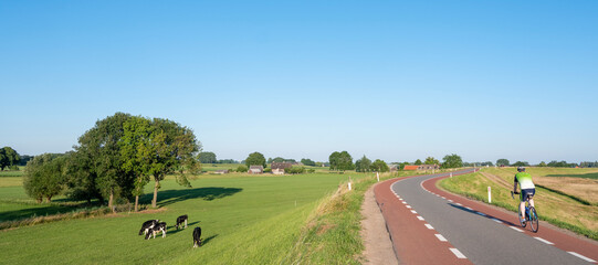 cyclist on dutch dike near river rhine in the netherlands under blue sky with cattle in meadow