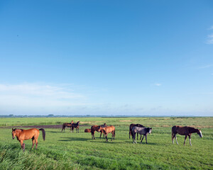 Fototapeta na wymiar young horses in green grassy summer meadow under blue sky in holland
