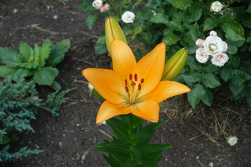 Obraz na płótnie Canvas 1 light orange flower and 2 buds of lily in June