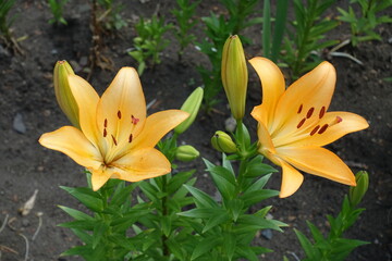 Obraz premium Couple of light orange flowers of lilies in June