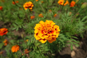 Golden yellow and red flower head of Tagetes patula in July