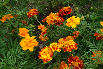 Variety of red and yellow flowers of Tagetes patula in mid July