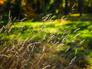 early autumn dry grass with blurred forest on background, close up photo with sunlight backlit