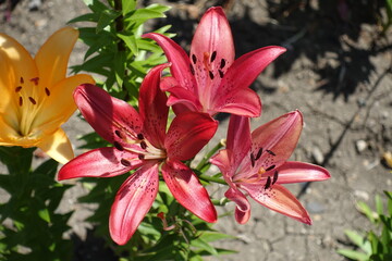 Spotted pink and orange flowers of lilies in June