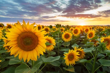 Rolgordijnen sunflower field with sky © Maksym Dykha