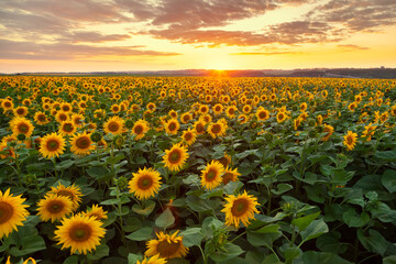 sunflower field in the morning