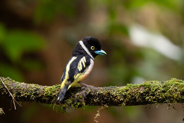 Naklejka premium Black and Yellow Broadbill