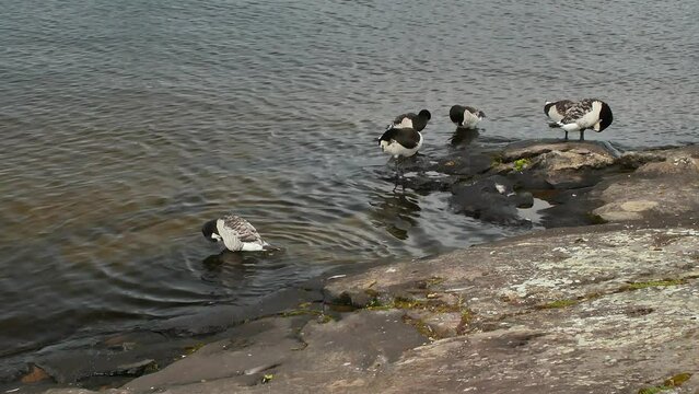 Barnacle geese on a lake shore