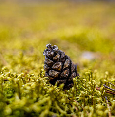 a pine cone lies on the moss