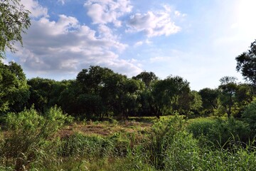 나무, sky, 네이처, 경관, 여름, 목초, 공원, 뜰, 손바닥, 구름, 들판, 식물, 시골, 구름, 여행, 마운튼, 식물, blue, 농촌, 길거리, 열대