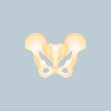 anatomy of pelvic bone, internal organs body part orthopedic, reproductive system, health care concept, vector illustration cartoon flat character design clip art