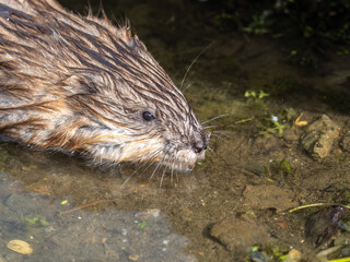 Portrait of a muskrat, ondatra zibethicus, rodent found in wetlands