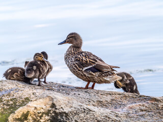 Adult duck with many ducklings sits on green shore of pond